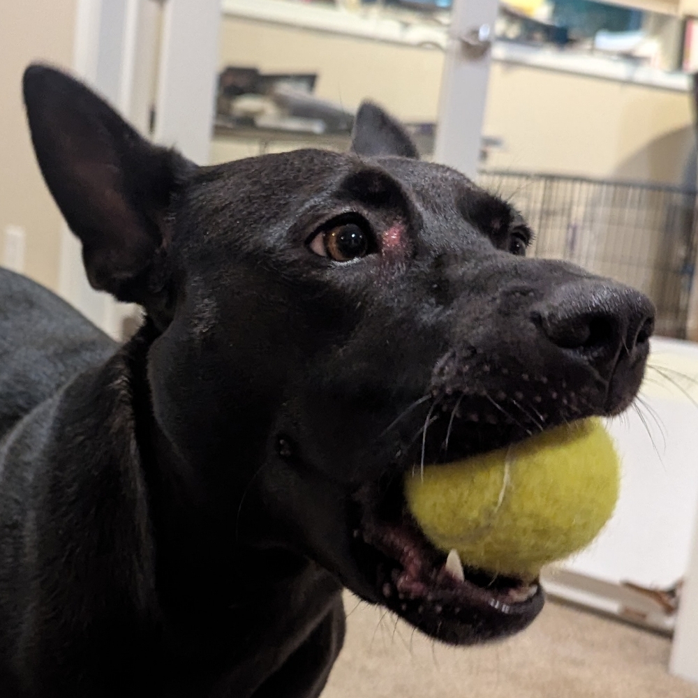 Meet your Posher, Kevin